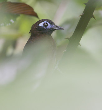 Immaculate Antbird (Myrmeciza immaculata) photo image