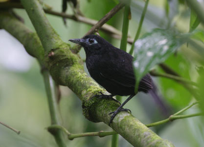 Immaculate Antbird (Myrmeciza immaculata) photo