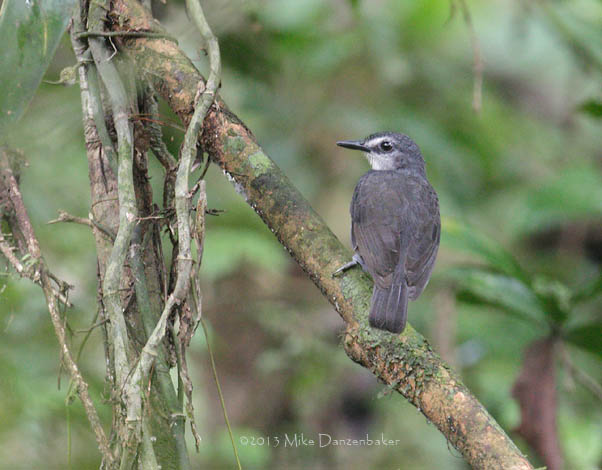 Lunulated Antbird (Gymnopithys lunulatus) photo
