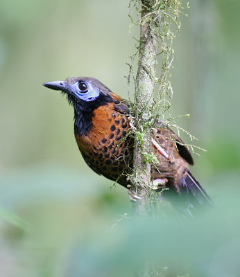 Ocellated Antbird (Phaenostictus mcleannani) photo