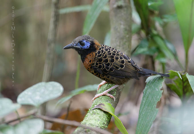 Ocellated Antbird (Phaenostictus mcleannani) photo image