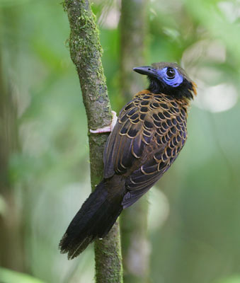 Ocellated Antbird (Phaenostictus mcleannani) photo image