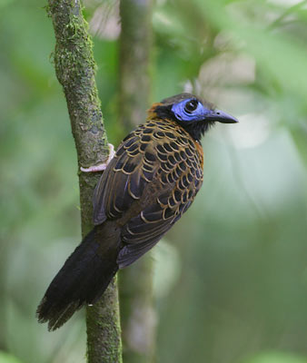 Ocellated Antbird (Phaenostictus mcleannani) photo