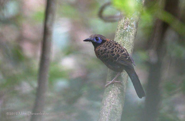 Ocellated Antbird (Phaenostictus mcleannani) photo image