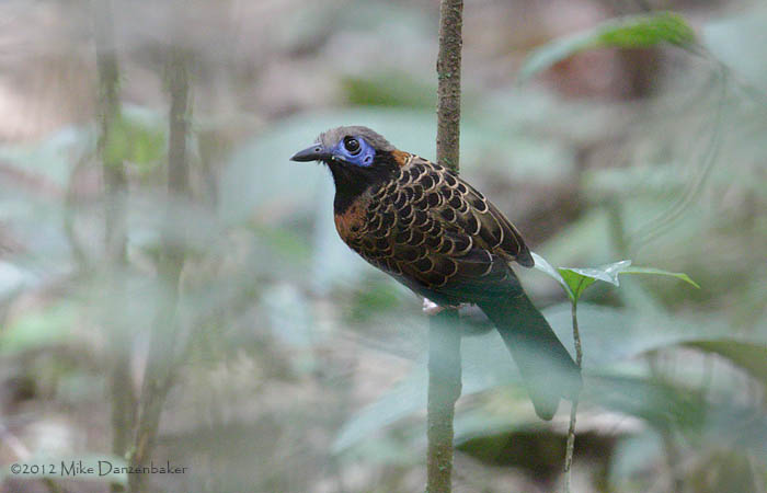 Ocellated Antbird (Phaenostictus mcleannani) photo image