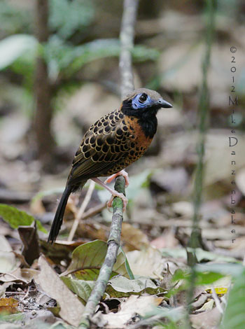 Ocellated Antbird (Phaenostictus mcleannani) photo image