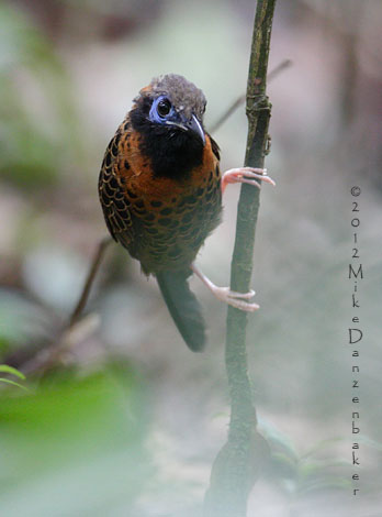 Ocellated Antbird (Phaenostictus mcleannani) photo image