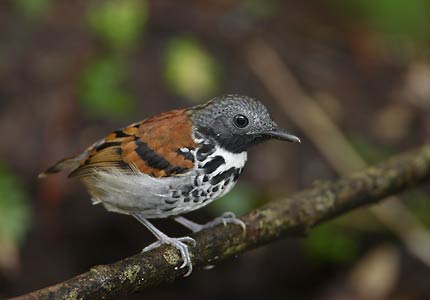 Spotted Antbird (Hylophylax naevioides) photo