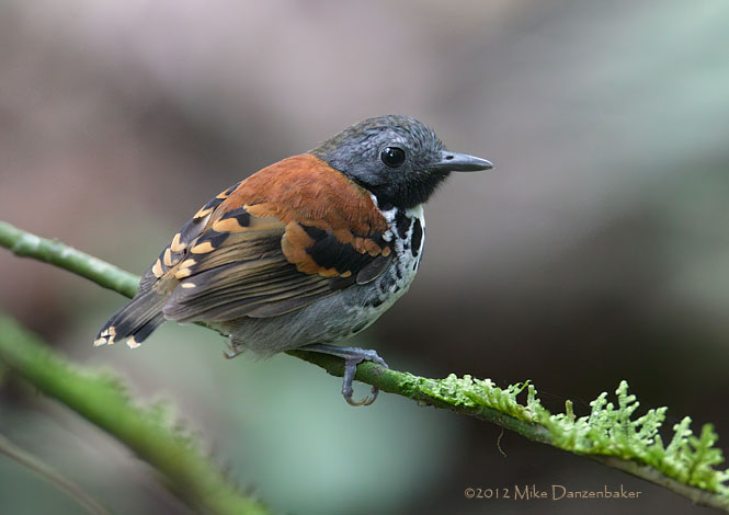 Spotted Antbird (Hylophylax naevioides) photo image