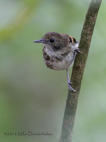 Spotted Antbird (Hylophylax naevioides) photo