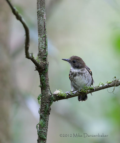 Spotted Antbird (Hylophylax naevioides) photo
