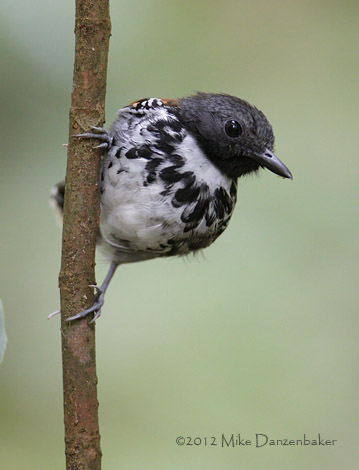 Spotted Antbird (Hylophylax naevioides) photo image