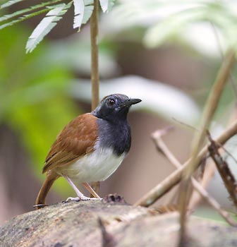 White-bellied Antbird (Myrmeciza longipes) photo image