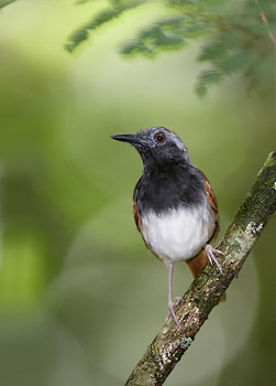 White-bellied Antbird (Myrmeciza longipes) photo image