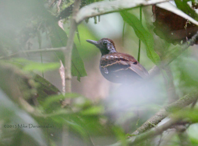 Wing-banded Antbird (Myrmornis torquata) photo