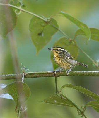 Yellow-browed Antbird (Hypocnemis hypoxantha) photo image