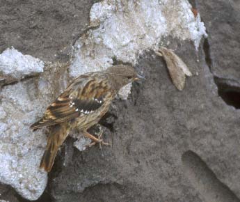 Alpine Accentor (Prunella collaris) photo image