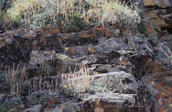 Altai Accentor (Prunella himalayana) photo