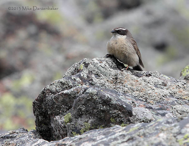 Brown Accentor (Prunella fulvescens) photo image