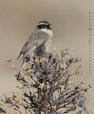 Brown Accentor (Prunella fulvescens) photo image