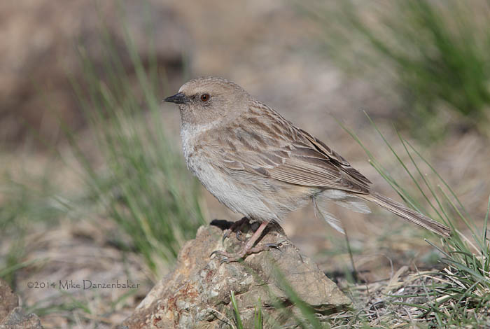 Kozlov's Accentor (Prunella koslowi) photo