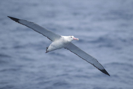 Antipodean Albatross (Diomedea antipodensis) photo image