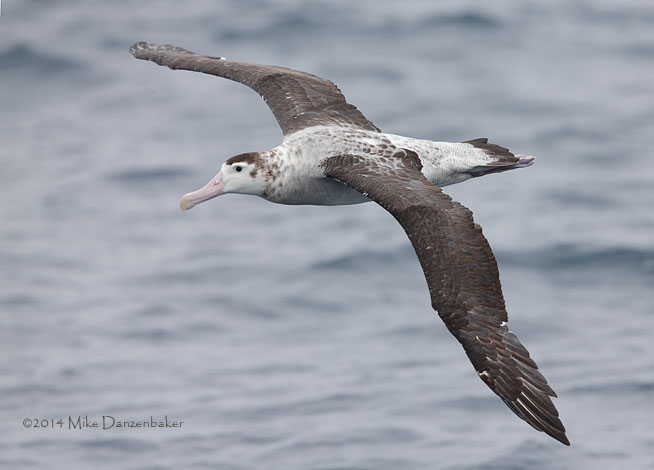Antipodean Albatross (Diomedea antipodensis) photo image