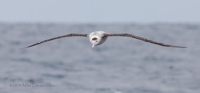 Antipodean Albatross (Diomedea antipodensis) photo image