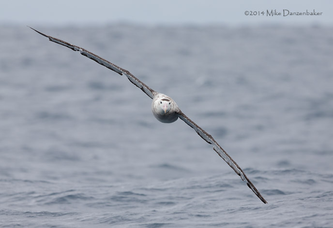 Antipodean Albatross (Diomedea antipodensis) photo image