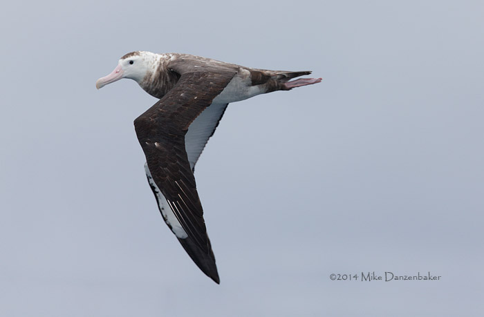 Antipodean Albatross (Diomedea antipodensis) photo image