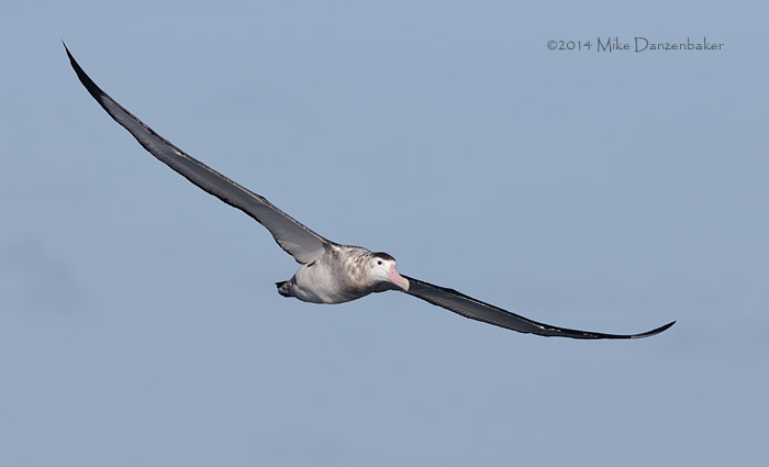 Antipodean Albatross (Diomedea antipodensis) photo image