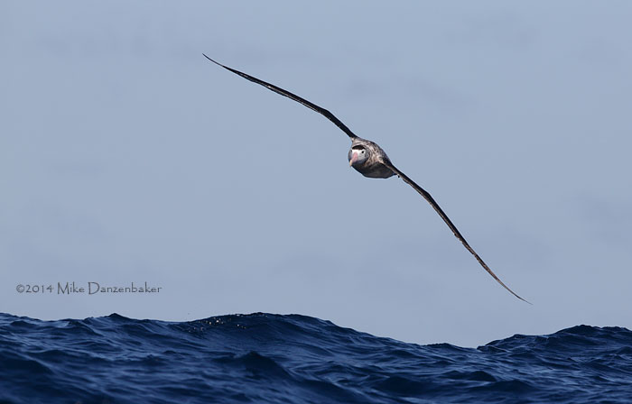 Antipodean Albatross (Diomedea antipodensis) photo