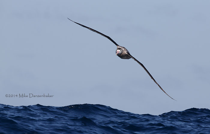 Antipodean Albatross (Diomedea antipodensis) photo image