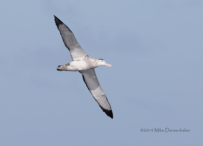 Antipodean Albatross (Diomedea antipodensis) photo image