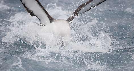 Atlantic Yellow-nosed Albatross (Thalassarche chlororhynchos) photo image