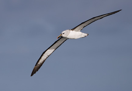 Atlantic Yellow-nosed Albatross (Thalassarche chlororhynchos) photo image