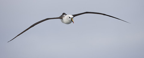 Atlantic Yellow-nosed Albatross (Thalassarche chlororhynchos) photo image