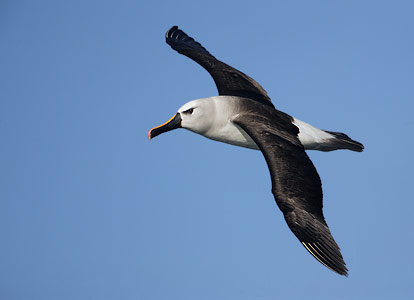 Atlantic Yellow-nosed Albatross (Thalassarche chlororhynchos) photo image