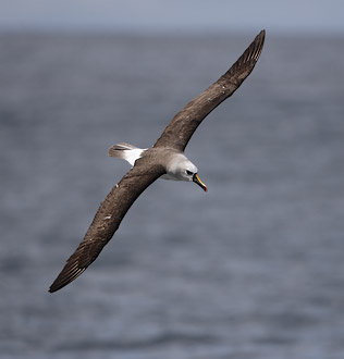 Atlantic Yellow-nosed Albatross (Thalassarche chlororhynchos) photo image