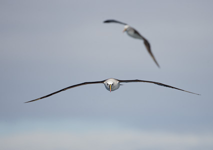 Atlantic Yellow-nosed Albatross (Thalassarche chlororhynchos) photo image