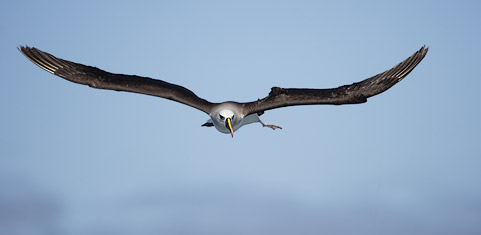 Atlantic Yellow-nosed Albatross (Thalassarche chlororhynchos) photo image