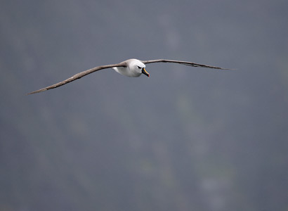 Atlantic Yellow-nosed Albatross (Thalassarche chlororhynchos) photo image
