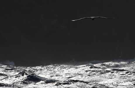 Atlantic Yellow-nosed Albatross (Thalassarche chlororhynchos) photo image