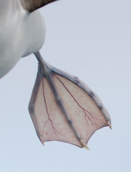 Atlantic Yellow-nosed Albatross (Thalassarche chlororhynchos) photo image