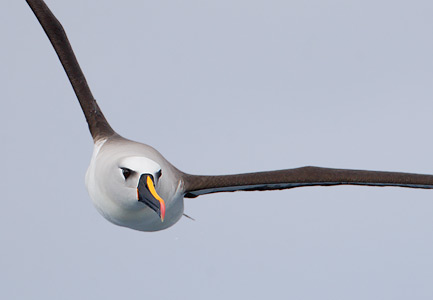 Atlantic Yellow-nosed Albatross (Thalassarche chlororhynchos) photo image