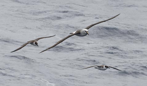 Atlantic Yellow-nosed Albatross (Thalassarche chlororhynchos) photo image