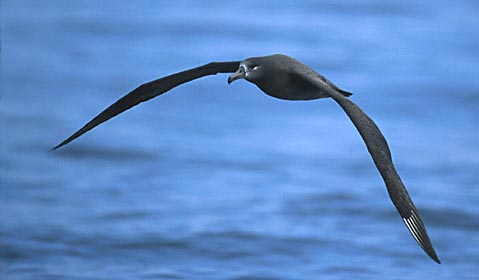 Black-footed Albatross (Phoebastria nigripes) photo image