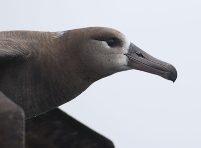 Black-footed Albatross (Phoebastria nigripes) photo image