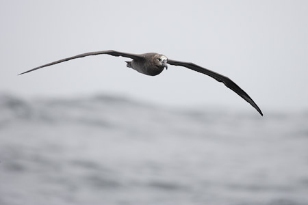 Black-footed Albatross (Phoebastria nigripes) photo image