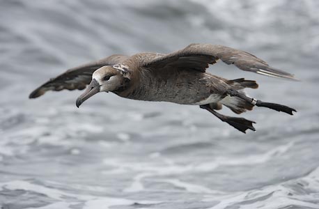 Black-footed Albatross (Phoebastria nigripes) photo image